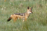 Black-backed Jackal