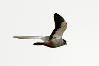 Amur Falcon