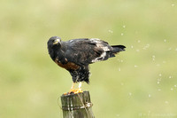 Jackal Buzzard