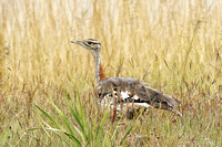 Denham's Bustard