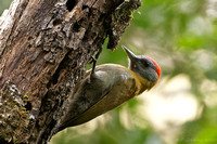 Olive Woodpecker