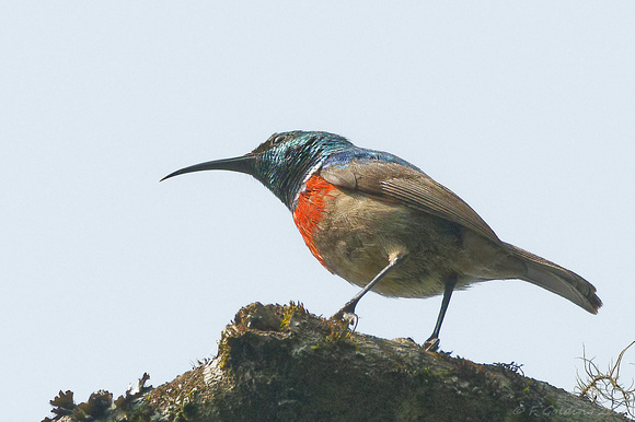 Southern Double-collared Sunbird