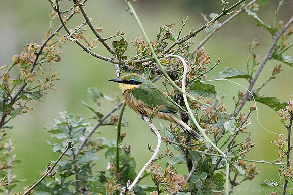 Little Bee-eater