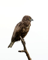 Brown Snake Eagle