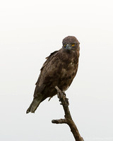 Brown Snake Eagle