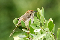 Lazy Cisticola