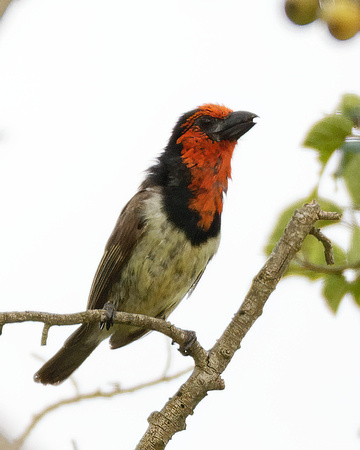 Black-collared Barbet