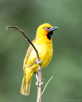 Spectacled Weaver (male)