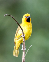 Spectacled Weaver (male)