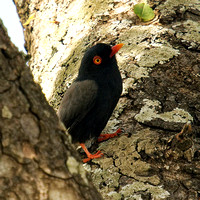 Day 8 - 25th Feb - Kruger Pretoriuskop camp - White River - waterbirds stop - Johannesburg