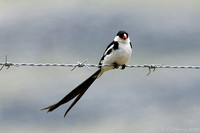 Pin-tailed Whydah