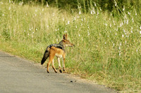 Black-backed Jackal