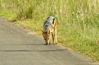 Black-backed Jackal