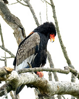 Bateleur (female)