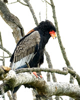 Bateleur (female)