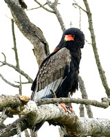 Bateleur (female)