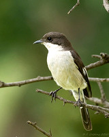 Fiscal Flycatcher (female)