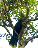 Knysna Turaco