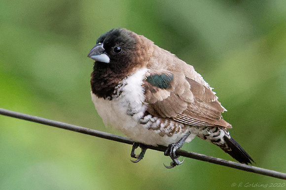 Bronze-winged Mannakin