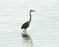 Goliath Heron