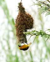 Spectacled Weaver