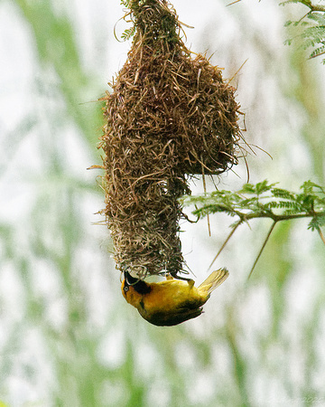 Spectacled Weaver