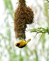 Spectacled Weaver