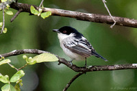 Black-backed Puffback