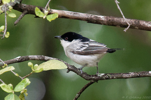 Black-backed Puffback