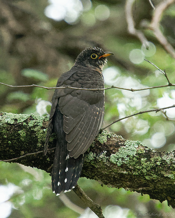 African Cuckoo