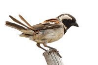 Cape Sparrow