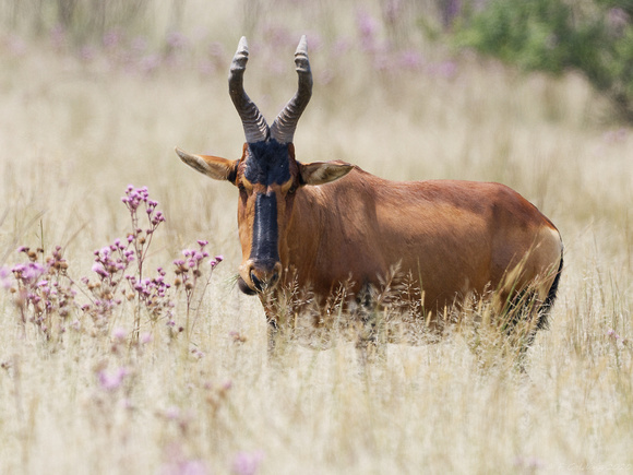 Hartebeest