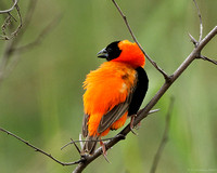 Southern Red Bishop (breeding plumage male)