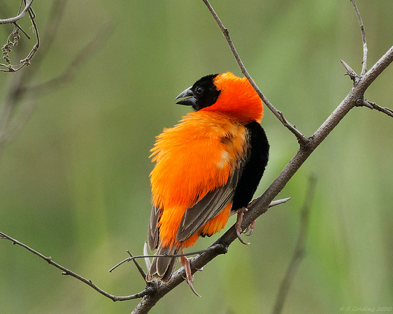 Southern Red Bishop (breeding plumage male)