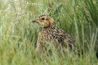 Red-winged Francolin