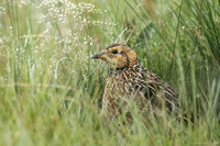 Red-winged Francolin
