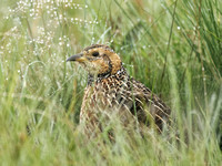 Red-winged Francolin