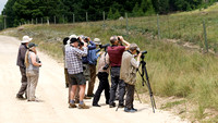 Viewing Gurney's Sugarbird