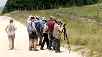 Viewing Gurney's Sugarbird