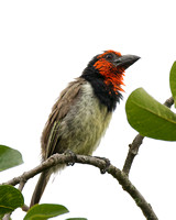 Black-collared Barbet