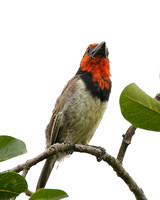 Black-collared Barbet