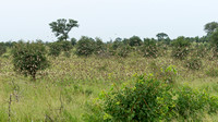 Large flock of Red-billed Queleas
