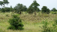 Large flock of Red-billed Queleas