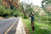 Searching for the Taita Falcon