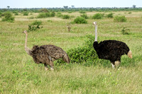 Ostrich