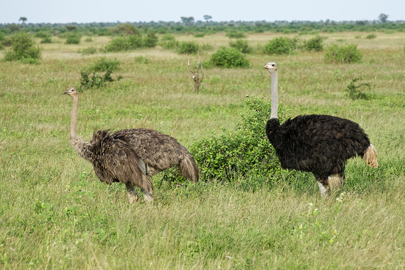 Ostrich