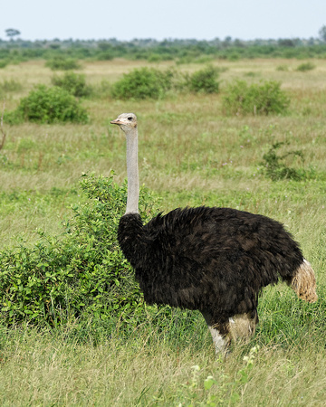 Ostrich