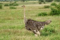 Ostrich