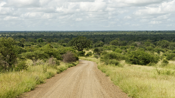 A typical road view near Satara camp