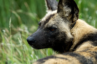 African Wild Dog